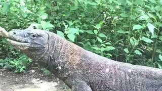 Incredible Moment: Komodo Dragon Swallows Everything in Its Path || National Geographic #komodo