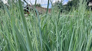 5 Great Native Panicum Grasses