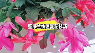 蟹爪兰花谢后这样养，可以快速复花