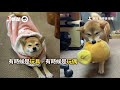 邊境牧羊犬被問有沒有乖　大力拍腿燦笑：有｜狗｜寵物｜自信｜精選影片