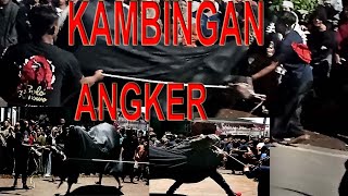 BANTENG BRUTAL PENONTON BERINGAS || KIRAB BANTENGAN KAMBINGAN (Part 2) || KAMBINGAN ANGKER