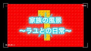 【コザクラインコ】遊び場が増えたラユ