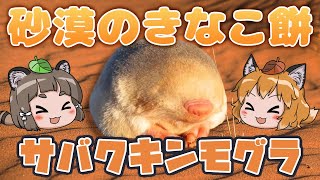 【ゆっくり解説】砂漠のきなこ餅！？サバクキンモグラ【へんないきもの#69】