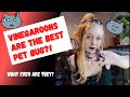 WHAT the heck is a Vinegaroon and why YOU NEED ONE as a pet?!