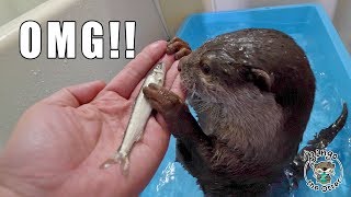 水遊び中にあゆをあげてみる【魚嫌いカワウソビンゴ】Otter Bingo the fish hater: Try giving Otter Bingo a sweetfish