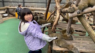 【岐阜城】と【金華山リス村】を5歳と2歳が堪能してきた！人懐っこいリスが可愛すぎ！