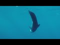 pilot whales in the mediterranean sea filmed by underwater drone fifish w6 movesea trip