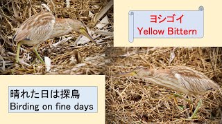 「ヨシゴイ」　公園で冬を過ごす　“Yellow Bittern” spends the winter in a park