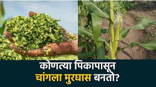 Silage Making : पौष्टिक मुरघास कोणत्या पिकापासून बनवाल?  |Agrowon