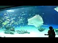 水中パフォーマンスタイム（サンシャイン水族館　sunshine aquarium）①