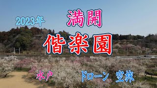 満開、梅まつり、２０２３年３月９日水戸偕楽園、ドローン