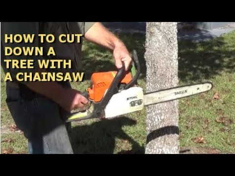 How To Cut A Tree Down With A Chainsaw - YouTube