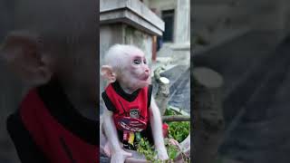 he is worth it #monkey #monkeymonny #cute #babymonky #babymonkey