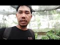 jual bibit pisang kepok kuning kultur jaringan