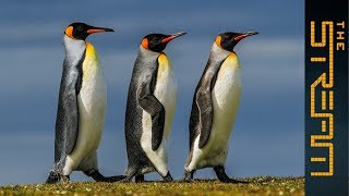 Why are king penguins being decimated? | The Stream