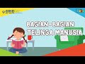 Fakta Menarik - Bagian-Bagian Telinga Manusia, dari Telinga Luar Sampai Telinga Dalam