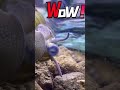 閲覧注意！ヒメタニシ メダカ aquarium