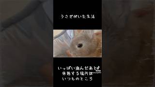 【天国へ旅立った愛兎】本当に子供のような存在でした【幸せだった日々】shorts  rabbit