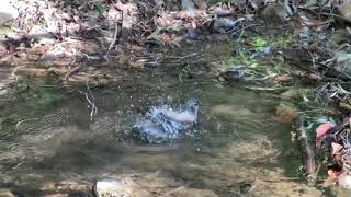 ヒヨドリの水浴び