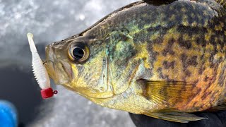 Underwater Crappies Hammering the Zman with Aqua Vu 715c