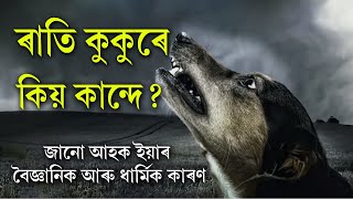 কুকুৰে ৰাতি কিয় কান্দে জানেনে? Reasons why dogs cry at Night- Main Reasons