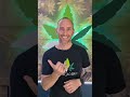 indoor cannabis grow compilation