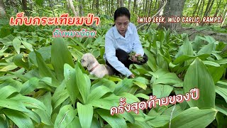 เก็บกระเทียมป่าครั้งสุดท้ายกับหมาน้อย (Wild Garlic, Wild Leeks) #กระเทียมป่า #leeks #คนไทยในต่างแดน