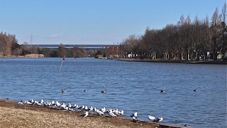 水元公園 岸辺のドラマ〜都鳥／アヒル／カモ／カワラヒワ