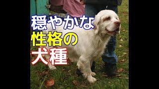 【愛犬のための知識】穏やかな性格の犬種【犬を知る】