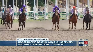 Horse racing deaths: What is happening and what is being done to stop it?