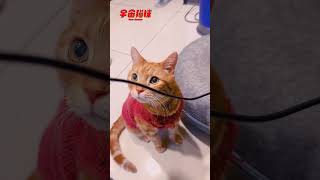 這眼神無法抗拒！情勒橘貓系列 #好煩的橘貓 #宇宙貓咪 #cat #shorts #shortstw