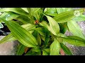 hardy permanent best indoor plants. best plants low care and easy growing plants