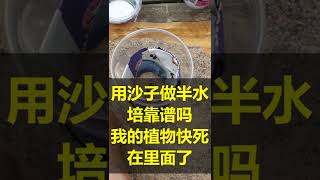 58v1 沙子是否可以作为半水培的基质呢？两周的实验结果揭示一个答案 --- 投笔从农朱叫兽 365挑战之58v1