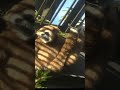 今年も元気なゆうゆう君とココちゃん　上野動物園