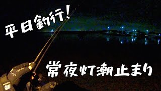 【アジング】12月上旬アジング【平日短時間釣行】