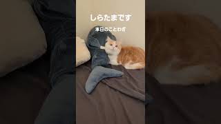 【子猫】猫生(ﾆｬﾝｾｲ)を悟ったねこ #ラガマフィン #猫動画 #cat #shorts