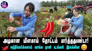 பிரமாண்ட சீனா மிளகாய்தோட்டம் பார்த்ததுண்டா! | china chilli cultivation farm in CRI Tamil | elakkiya|