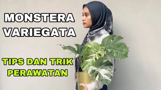 MONSTERA VARIEGATA DAN TIPS MERAWAT DI TEMPAT PANAS - EP 10