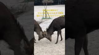 THE頭突き‼️得意技の頭突きの練習をするオス鹿君。　#shorts   #奈良の鹿  #奈良公園　#deer