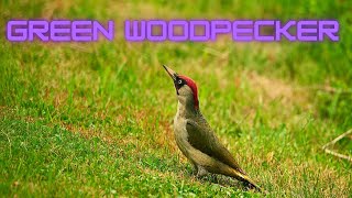 The Song of the Green Woodpecker: A Musical Journey through Nature