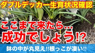 【ダブルデッカー　鉢の中が凄いコトに‼︎】チューリップが開花しました！めちゃくちゃ早いです‼︎これから1ヶ月楽しめますVer304【カーメン君】【チューリップ】【球根】【宿根草】