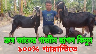 ক্রস জাতের গাভাীন ছাগল কিনুন শাহাদত ভাইএর কাছথেকে | হরিয়ানা যমুনাপারী ক্রস ছাগল |#goat