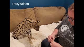 African Servals are not food aggressive without cause!