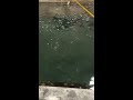 釣蝦 天秤 浮標訊號 阿波 蝦竿 4k 041 shrimp fishing 釣りエビ