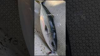 【ライトジギング】今日のヒットルアー#釣り #fishing #釣れるルアー #遊漁船 #青物ジギング #ブリ#サワラ #真鯛