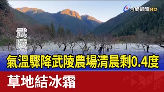 氣溫驟降武陵農場清晨剩0.4度 草地結冰霜