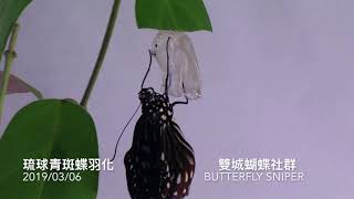 琉球青斑蝶羽化與展翅