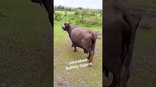 Jafarabadi Buffalo Gujarat