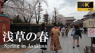 [4K]【浅草の春】桜咲く浅草寺、雷門から仲見世通り。