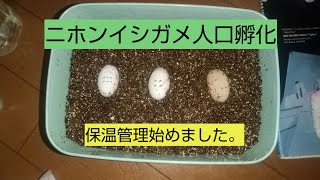 【ニホンイシガメ】卵の加温管理〔産卵後26日目〕